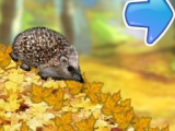 Forest Hedgehog